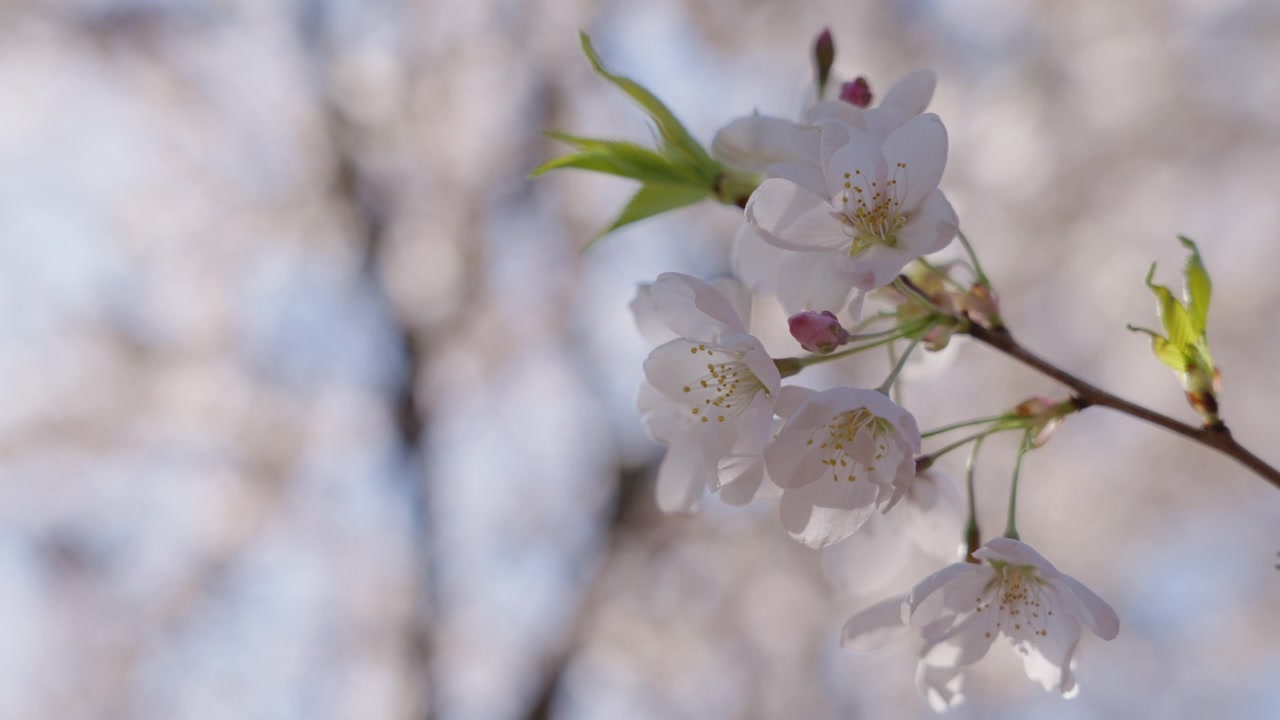 Veduta dettagliata di un piccolo grappolo di fiori di ciliegio. I delicati petali bianchi e i centri gialli sono nitidi, con uno sfondo di alberi leggermente sfocato.