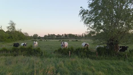 Vacas-De-Pie-En-Un-Campo-Mirando-A-La-Cámara