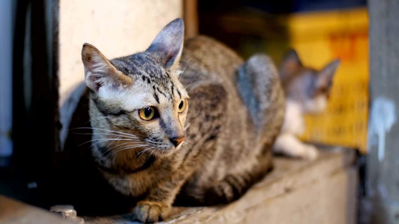 pequeño gato callejero gris y gatito sentado en el suelo en el mercado callejero nocturno