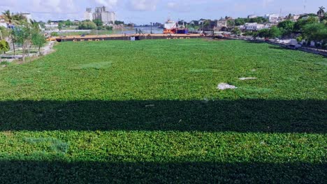 Aerial-flyover-green-water-plants-covering-river-Ozama-in-Santo-Domingo---traffic-on-bridge-in-city-during-Rushhour