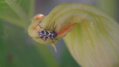 primer plano de un insecto astylus atromaculatus en una flor de calabacín