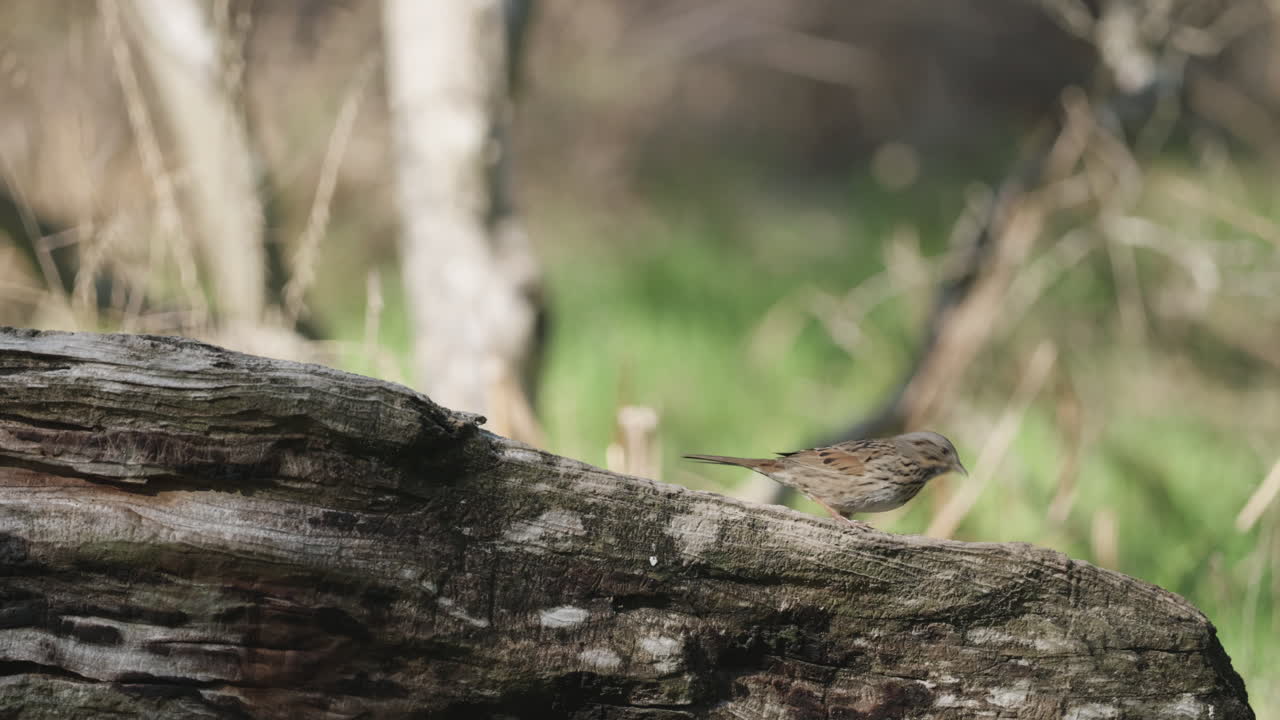 A Song Sparrow perched on a rock and flying away - Melospiza melodia