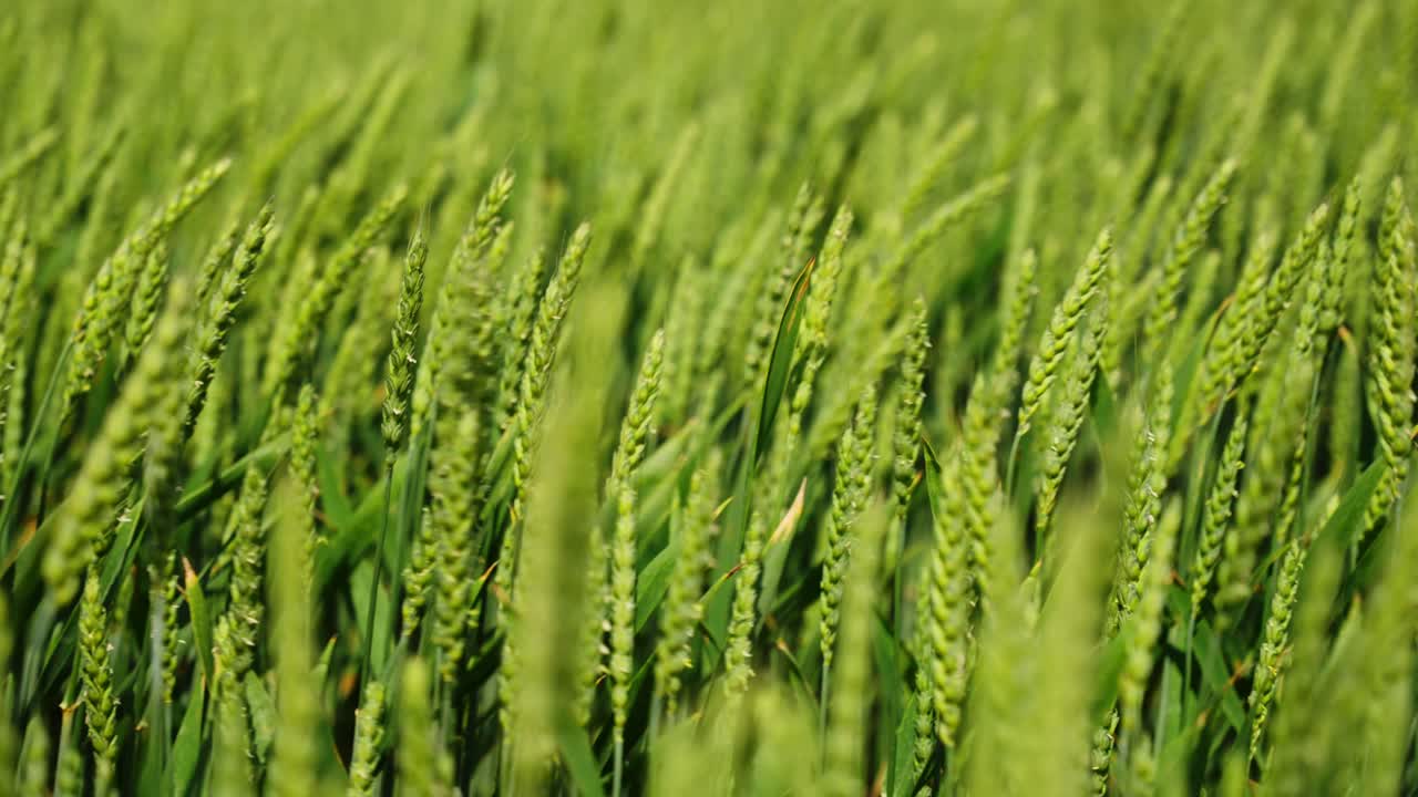 Detailed macro overview of fresh green wheat leaves in sunlight during early summer