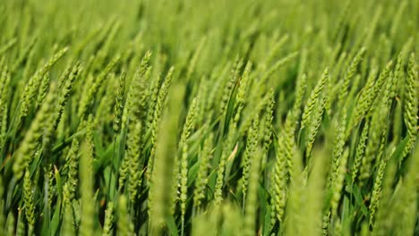 detailed macro overview of fresh green wheat leaves in sunlight during early summer
