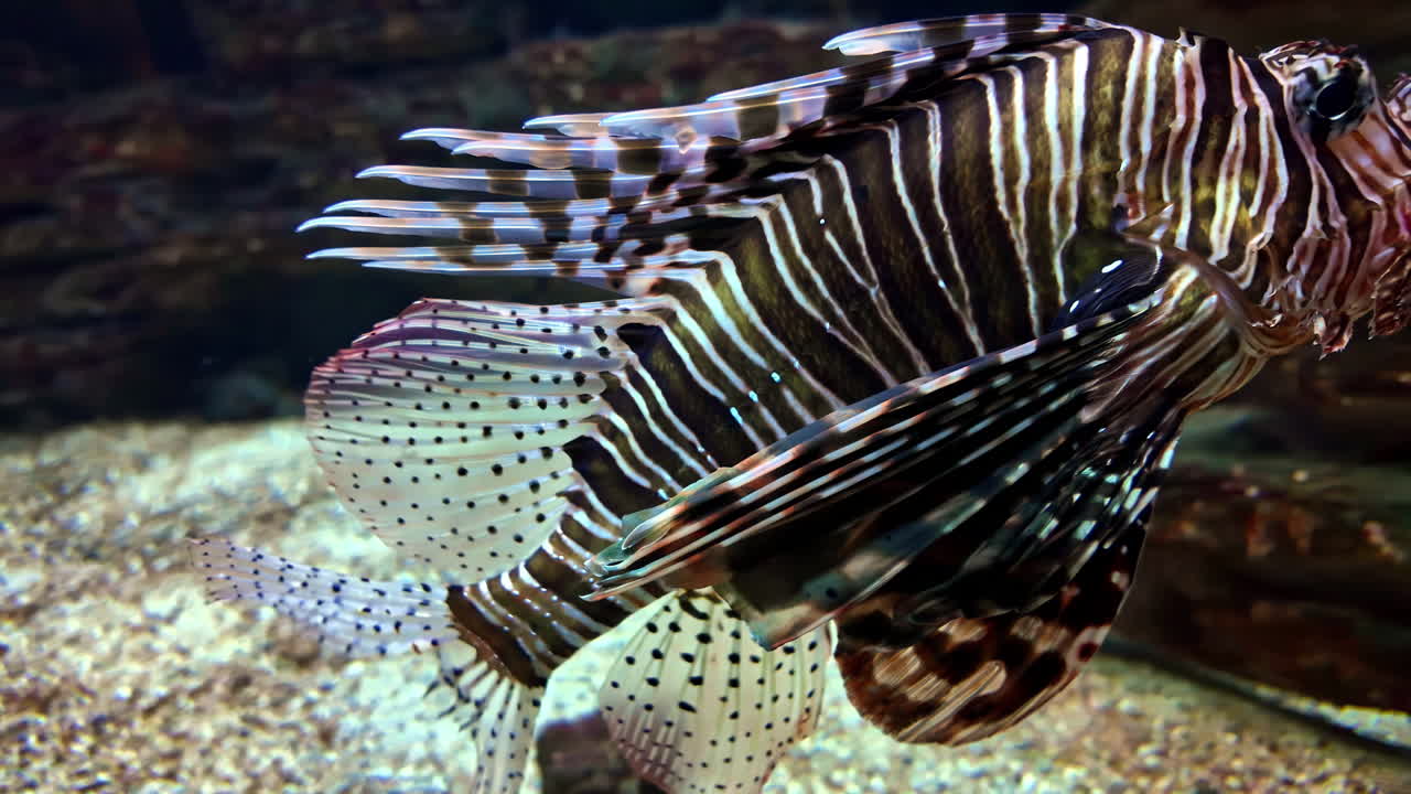 Spotfin lionfish or Broadbarred firefish gracefully gliding through the stunning Cretaquarium in Crete