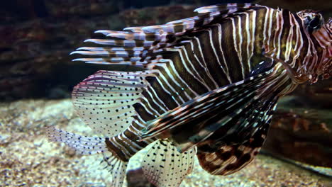 spotfin lionfish or broadbarred firefish gracefully gliding through the stunning cretaquarium in crete