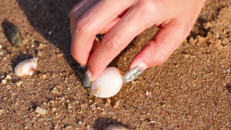 hand picking seashells from sandy beach