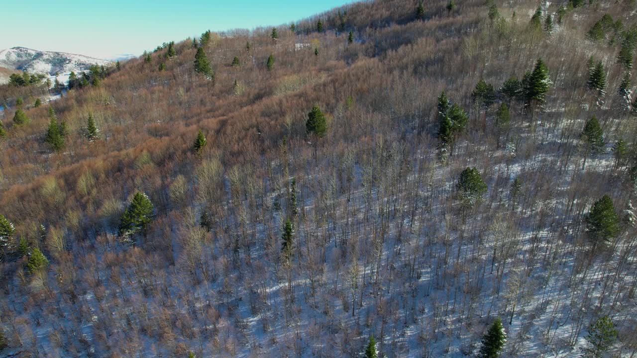 el bosque congelado despierta en una mañana fría, los árboles se paran en silencio en el desierto adornado con nieve reluciente