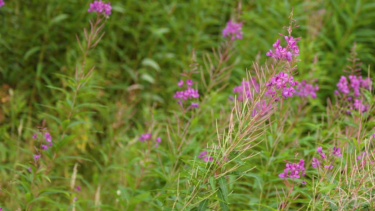 Purple wildflowers sway in lush green meadow, soft daylight, subtle camera movement, tranquil mood
