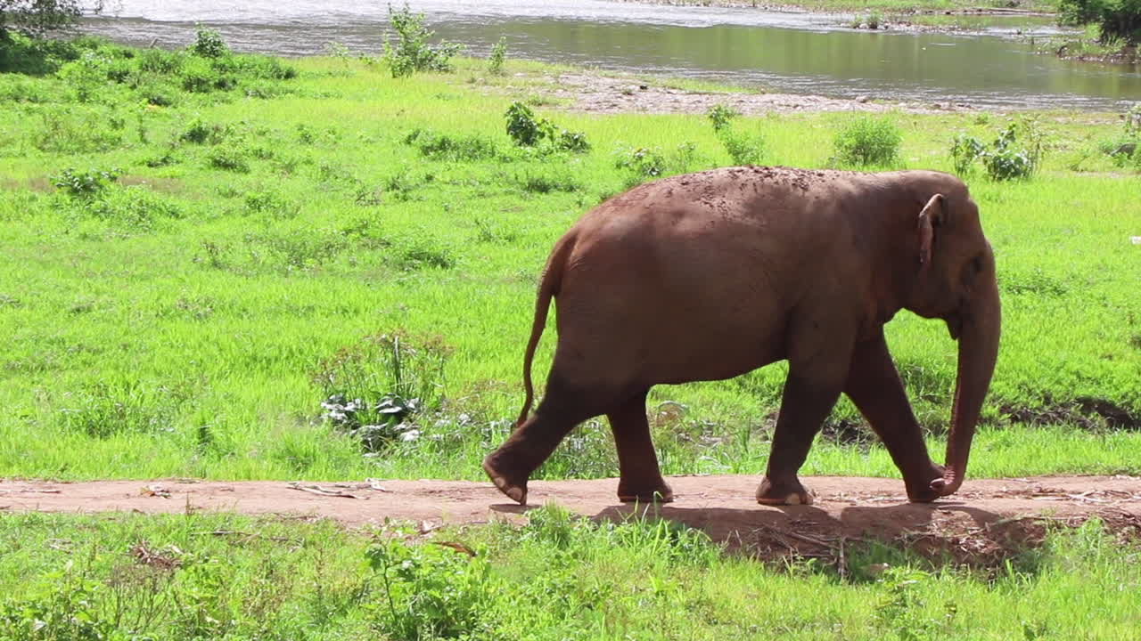 elefante caminando por el camino en un campo