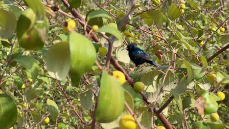 closeup of dazzling purple sunbirdbird sitting on the branch