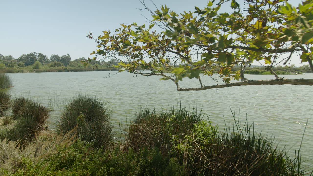 Lakeside scenery with trees and vegetation