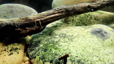 stonefly nymph crawling along a stick in a trout stream