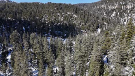 Vista-De-Drones-De-Pinos-En-Invierno