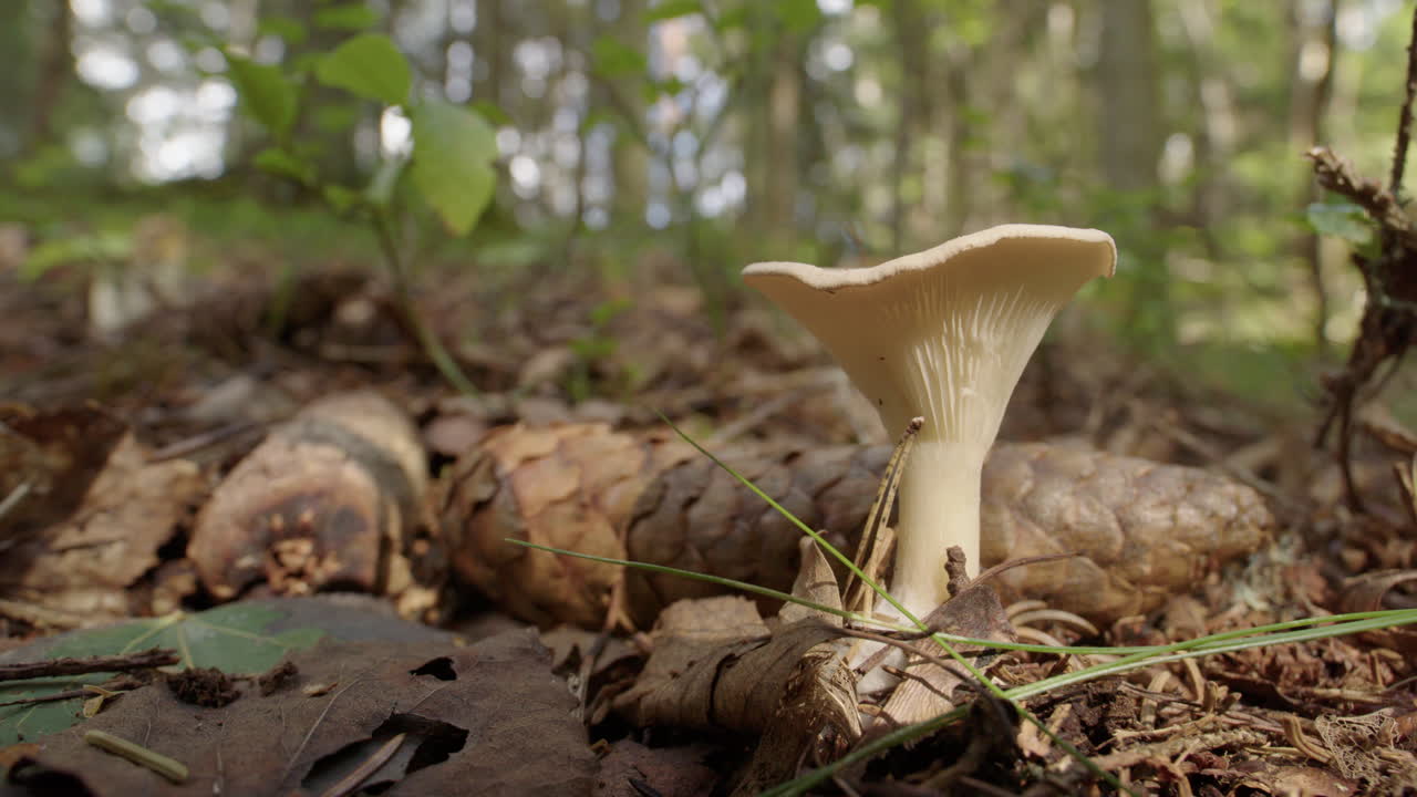 estático, un hongo de embudo común que crece en un bosque de abetos