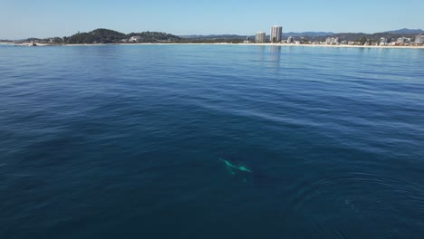 Dolphins swimming in the ocean near a coastal city