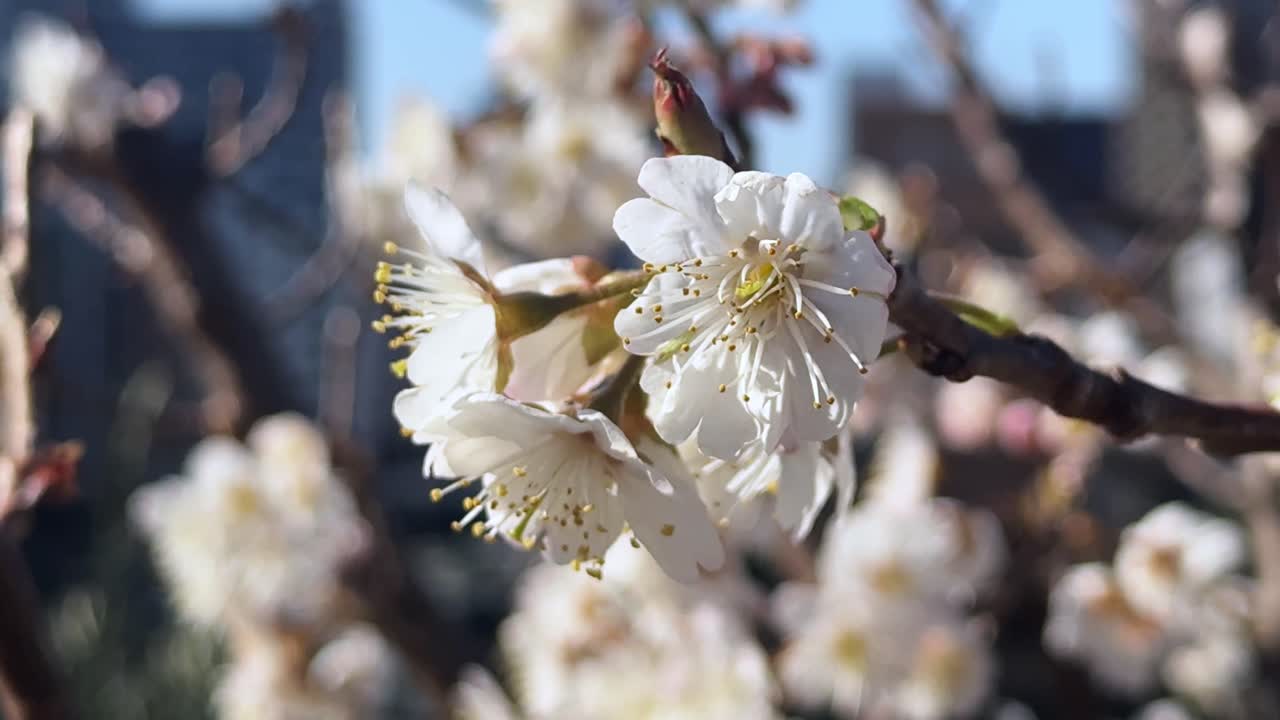 Cherry blossoms blooming in Japan, captured in sunlight with a city background