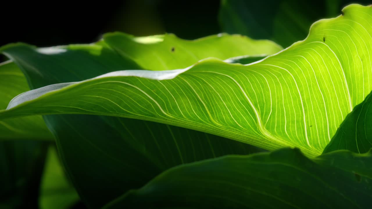 Video showcases tropical foliage, sunlight filtering through, casting an abstract backdrop &ndash; Lilly leaves