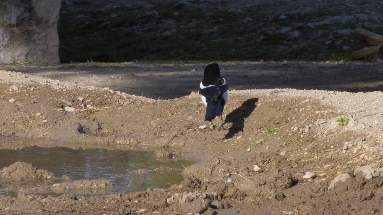 몽펠리에 동물원의 까치