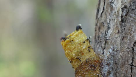 A-macro-video-of-stingless-bees-going-in-and-out-of-their-wax-entrance-pipe-that-leads-to-their-bee-colony-inside-the-tree-trunk