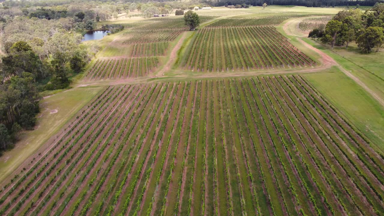 Aerial landscape shot drone of wine vineyards cultivation trees farmland in Hunter Valley Pokolbin NSW Australia 4K