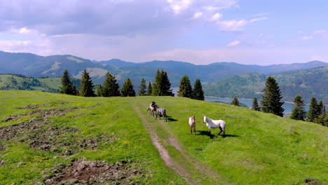 caballos en la cima de la toma aérea de la montaña