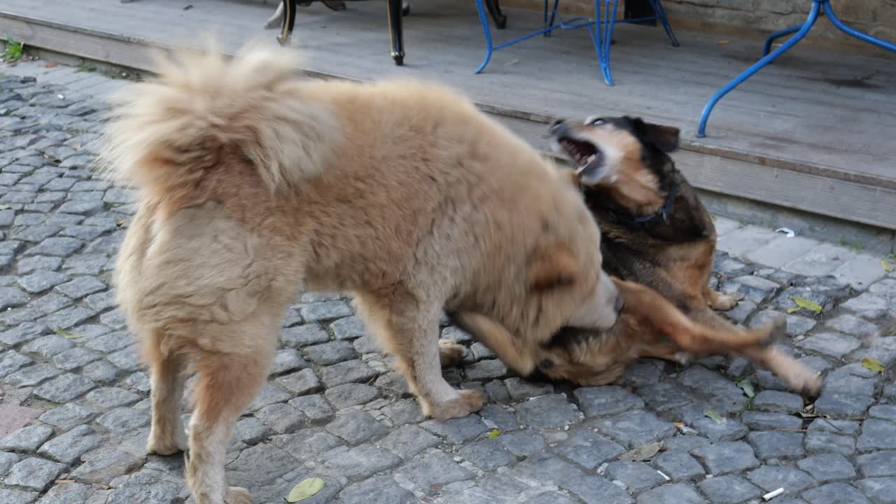 Dogs Playing on a Cobblestone Street