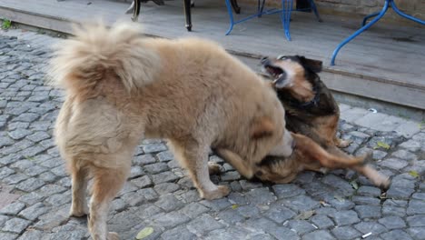 dogs playing on a cobblestone street