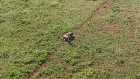 Antena-De-Drones,-Antílope-Blesbok-Tendido-Solo-En-La-Naturaleza-En-La-Sabana-De-Verano