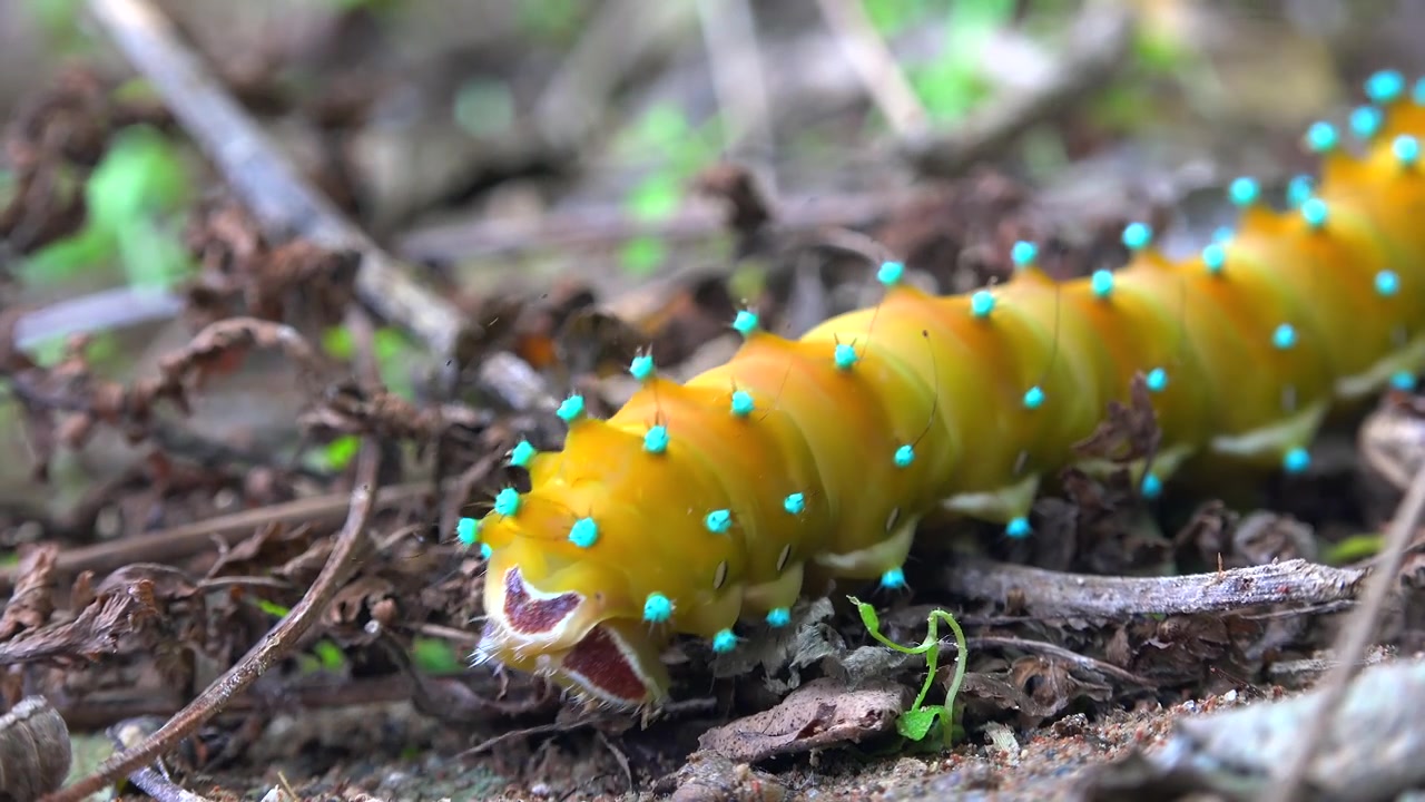 Lagarta Amarela Brilhante Rastejando no Chão da Floresta