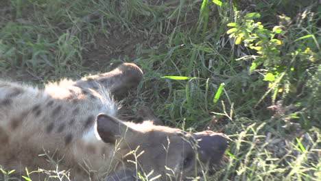 hyena cubs play flight with an adult