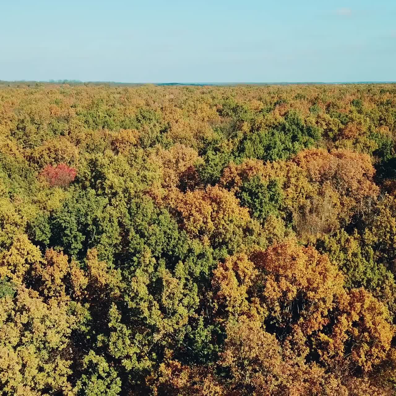 view of the tops of the trees of the autumn forest. Camera motion to left. Aerial landscape