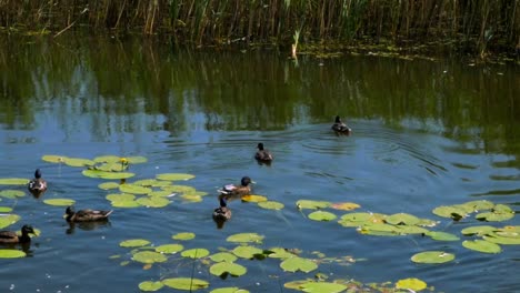 un grupo de patos están nadando lejos de la cámara en el agua que está llena de lirios