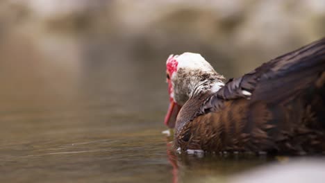 Vista-De-Retrato-De-Un-Pato-Muscovy-Bebiendo-Agua-En-Cámara-Lenta