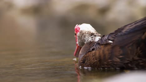 portrait view of a muscovy duck drinking water in slow motion