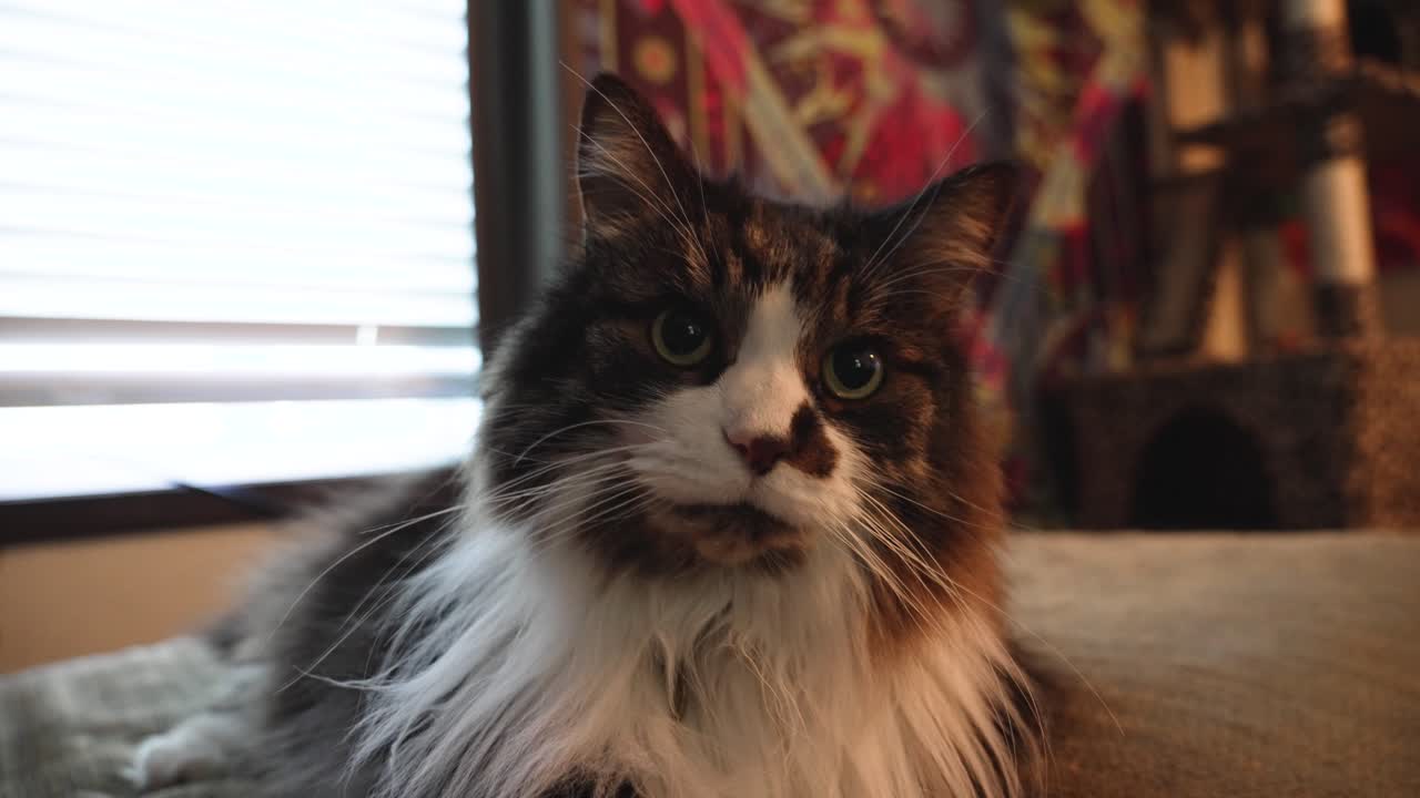 긴 털 고양이 - 아마도 러시안 블루 또는 노르웨이 숲 고양이 - 클로즈업 안도감