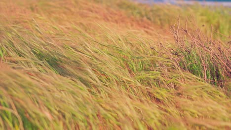 hierba alta y seca que sopla en el viento