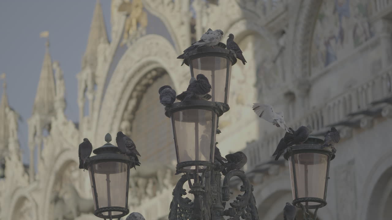 Pigeons on Lampposts in St. Mark's Square, Venice