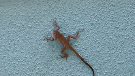 Este-Es-Un-Video-Estático-De-Un-Anole-De-Corteza-En-Exuma-En-Las-Bahamas.