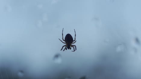 zomming shot of a isolated backyard spider, legs moving in slow motion