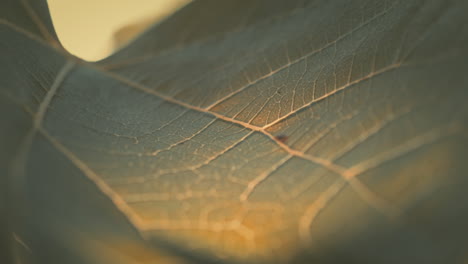 macro shot of leaf veins and cells with warm colors in slow motion