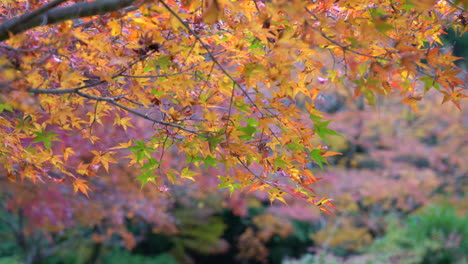 Rotahorn-In-Der-Herbstsaison