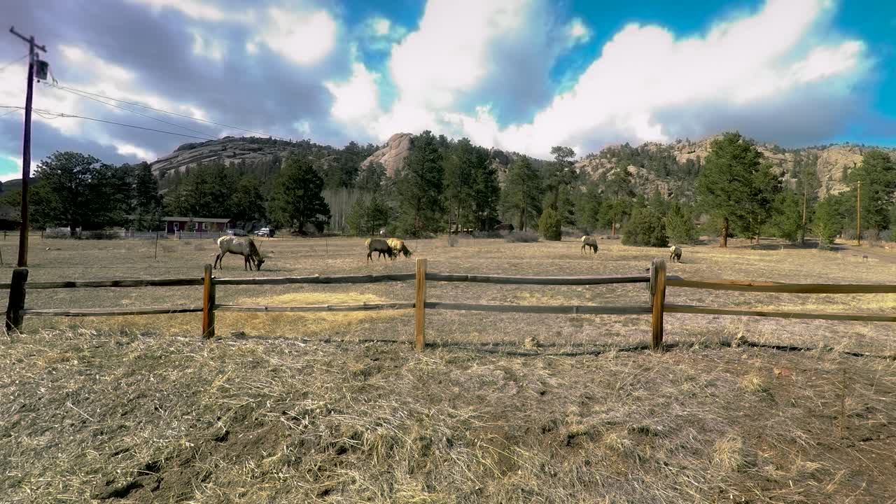 Estes Park is invaded by large elk feeding in their front yards.  This is a time lapse of several large bull elk in spring molt grazing in this front yard.