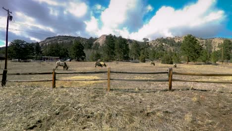 estes park is invaded by large elk feeding in their front yards.  this is a time lapse of several large bull elk in spring molt grazing in this front yard.
