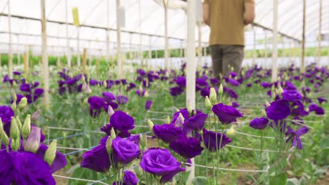 producción y cultivo de rosas púrpuras en el invernadero.