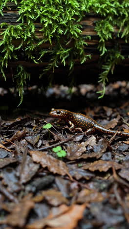 spotted salamander in a forest environment