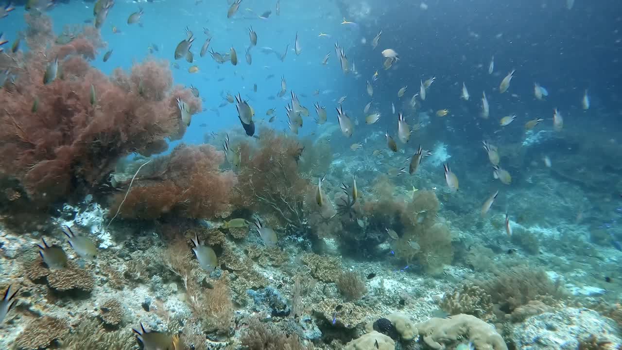 Colourful sea fans and reef fish in front of an underwater window. The camera moving slowly forward revealing a shallow lagoon with stunning hard coral
