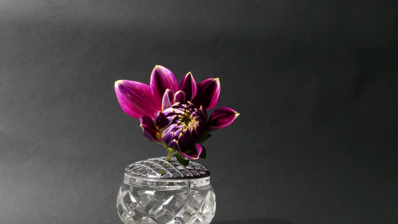 Time lapse di un fiore di dalia rosa scuro che si apre