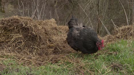 free range organic black hen foraging and pecking straw grass in farmyard