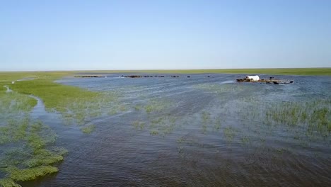 Vista-Aérea-De-Vacas-Nadando-En-El-Río-En-Pantanos-Mesopotámicos-Chibayish